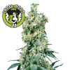 American Dream Regular - Sensi Seeds