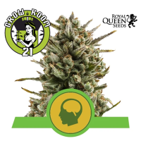 Amnesia Haze Automatic Feminised - RQS