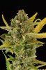 Critical Cheese Automatic Feminised - Dinafem Seeds