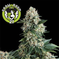 New York City Automatic Feminised - Pyramid Seeds