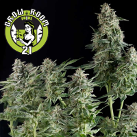 Northern Lights Automatic Feminised - Pyramid Seeds