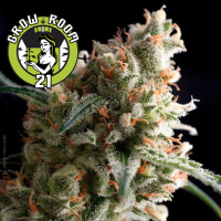 Super Hash Automatic Feminised - Pyramid Seeds