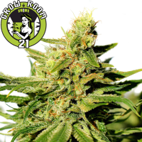 BCN Diesel Feminised - Kannabia Seed Company