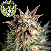 Big Band Feminised - Kannabia Seed Company
