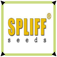 Spliff Seeds