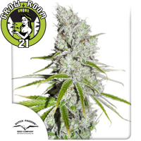 CBD SkunkHaze Feminised - Dutch Passion