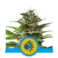 Tatanka Pure CBD Feminised - Royal Queen Seeds