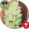 Channel + Feminised - Medical Seeds