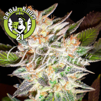 Cheese Candy Automatic Feminised - Delicious Seeds