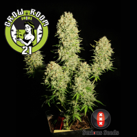 Chronic Regular - Serious Seeds