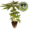 Hanfsteckling - Chronic - Serious Seeds