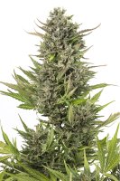 Critical+ CBD Automatic Feminised - Dinafem Seeds