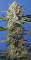 Crystal Candy Fast Version Feminised - Sweet Seeds