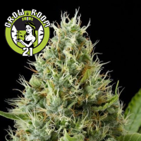 Dinamex Feminised - Dinafem Seeds