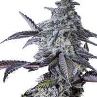 Eleven Roses Feminised - Delicious Seeds