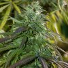 Fast Bud Feminised - Spliff Seeds