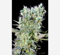 Northern Lights Feminised - Genehtik Seeds