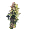 Gorilla Zkittlez Feminised - Barney's Farm
