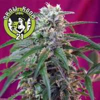Green Poison Automatic Feminised - Sweet Seeds