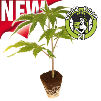 Hanfsteckling - Green Crack - Humboldt Seeds