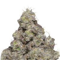 Blue Forestberry Auto - Growers Choice