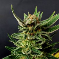 Gypsy Kush Feminised Kannabia Seed Company