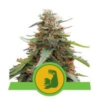 HulkBerry Automatic Feminised - Royal Queen Seeds