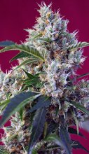Indigo Berry Kush Feminised - Sweet Seeds