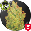 Jack La Mota Feminised - Medical Seeds