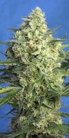Jack 47 XL Automatic Feminised - Sweet Seeds
