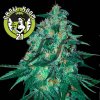 Jekyll Passion Feminised - Samsara Seeds