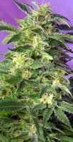 Killer Kush Automatic Feminised - Sweet Seeds