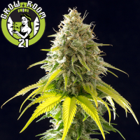Mataro Blue Feminised - Kannabia Seed Company