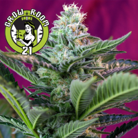 Mohan Ram Automatic Feminised - Sweet Seeds