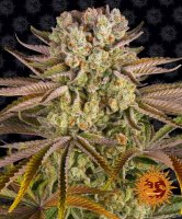 Pineapple Express Feminised - Barney's Farm
