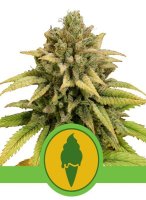 Green Gelato Automatic Feminised - Royal Queen Seeds