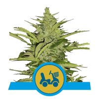 Fast Eddy CBD Automatic Feminised - Royal Queen Seeds