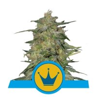 Royal Highness CBD Feminised - Royal Queen Seeds