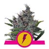 North Thunderfuck Feminised - Royal Queen Seeds