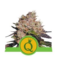 Purple Queen Automatic Feminised - Royal Queen Seeds