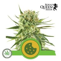 Royal Cookies Automatic Feminised - Royal Queen Seeds