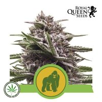 Royal Gorilla Automatic Feminised - Royal Queen Seeds