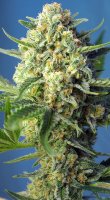 S.A.D. Sweet Afghani Delicious Automatic Feminised - Sweet Seeds