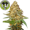 Silver LA Feminised - DNA Genetics