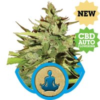 Stress Killer Auto CBD Automatic Feminised - Royal Queen Seeds