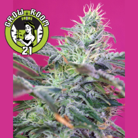 Sweet Cheese Automatic Feminised - Sweet Seeds