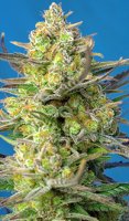 Sweet Cheese XL Automatic Feminised - Sweet Seeds