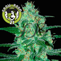 Thunder Bloody Mary Automatic Feminised - SamSara Seeds