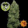 Top Dawg Feminised - Barney's Farm