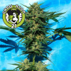 White Russian #1 Automatic Feminised - Serious Seeds